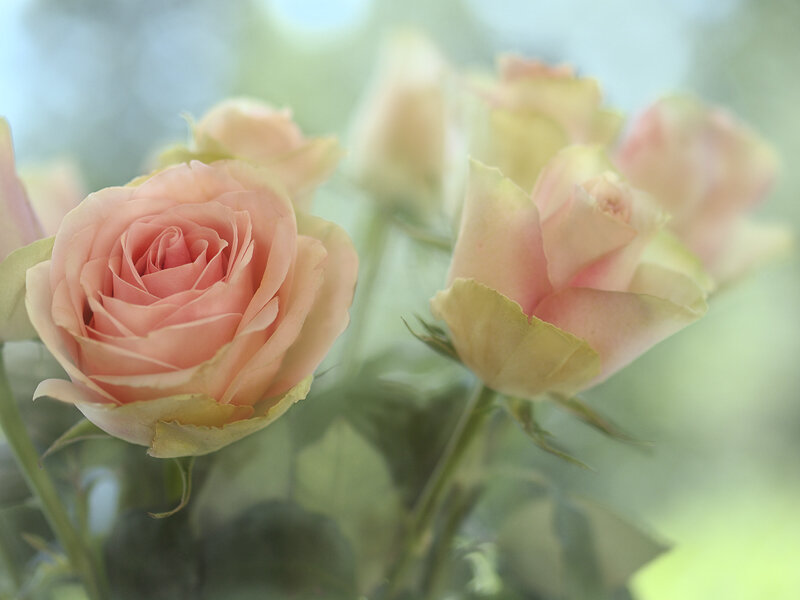 Pink Roses in Bloom — Serene, Photograph, Flowers, Buds