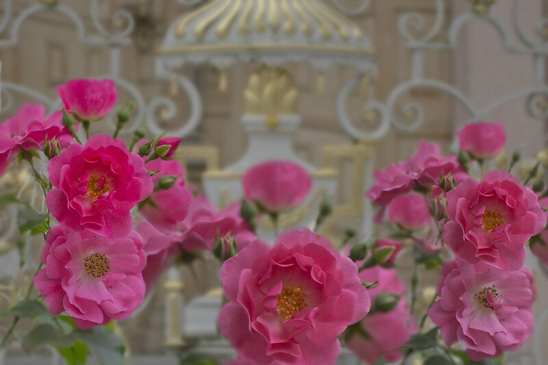 Pink Roses in Bloom — Serene, Photograph, Flowers, Bushes