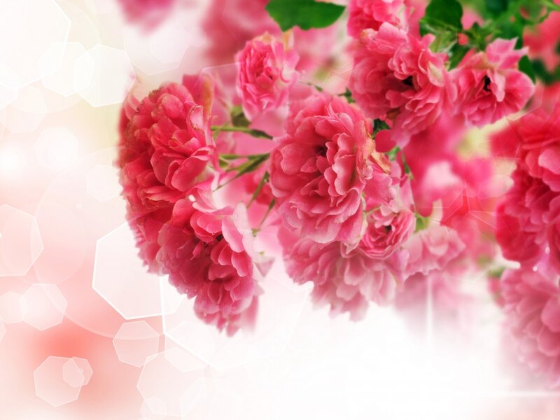 Pink Roses in Bloom — Serene, Photograph, Flowers, Leaves, Bokeh