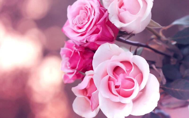 Pink Roses in Bloom — Serene, Photograph, Flowers, Leaves, Stem
