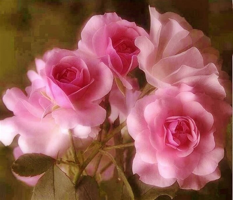 Pink Roses in Bloom — Serene, Photograph, Flowers, Leaves, Stems