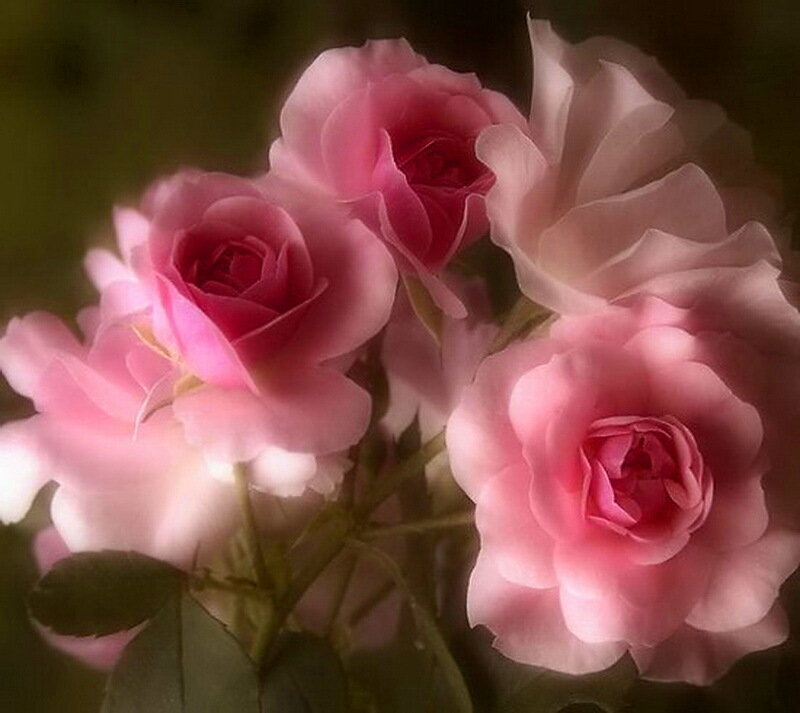 Pink Roses in Bloom — Serene, Photograph, Flowers, Leaves