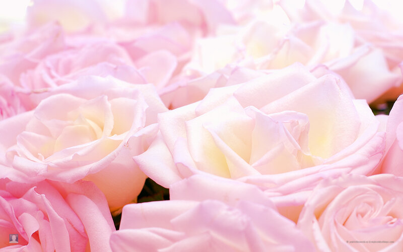Pink Roses in Bloom — Serene, Photograph, Flowers, Petals