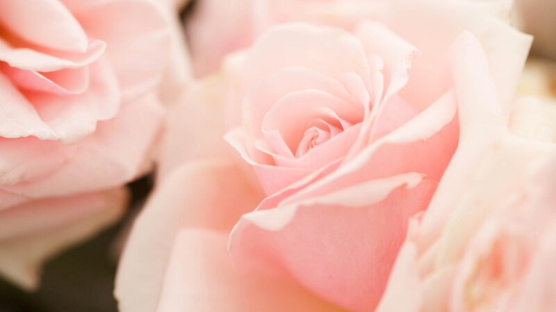 Pink Roses in Bloom — Serene, Photograph, Flowers, Petals, White