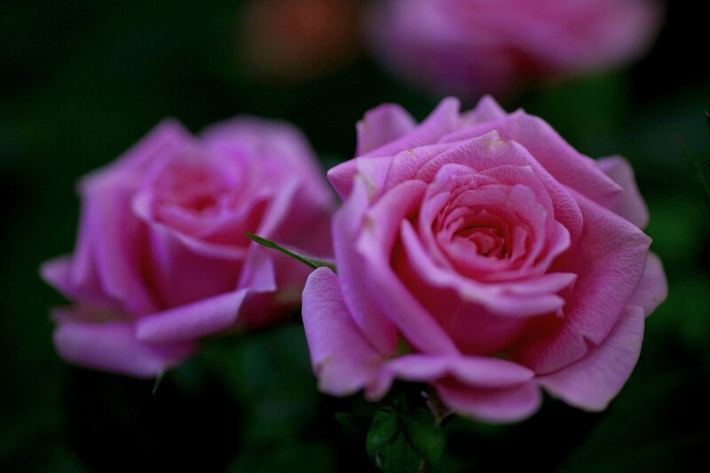 Pink Roses in Bloom — Serene, Photograph, Green Leaves, Dark Background