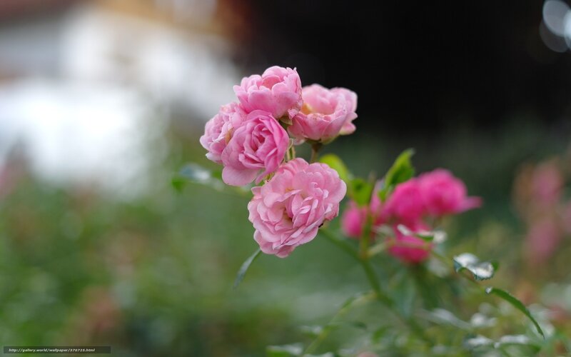 Pink Roses in Bloom — Serene, Photograph, Green Leaves, Stem