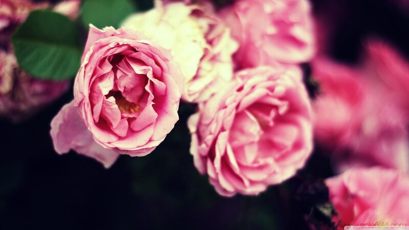 Pink Roses in Bloom — Serene, Photograph, Green Leaves