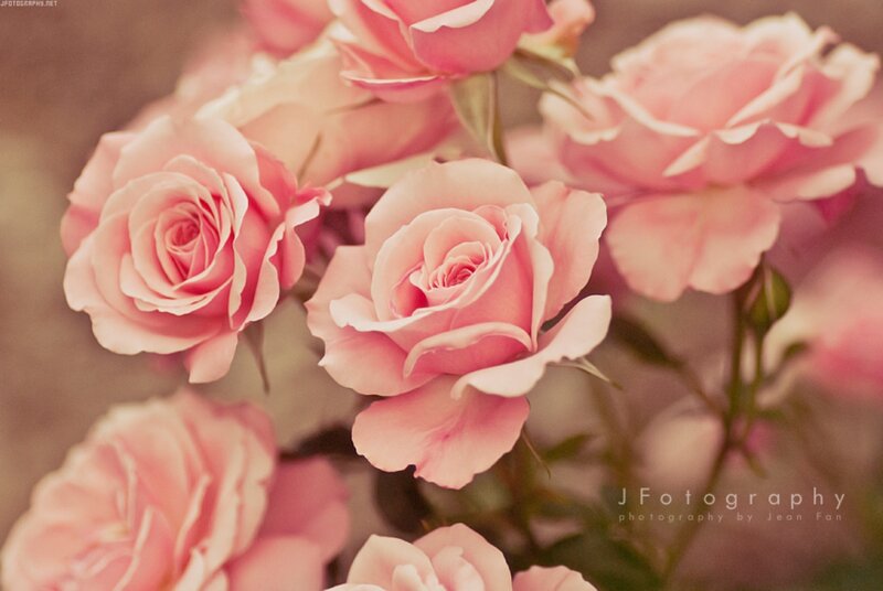 Pink Roses in Bloom — Serene, Photograph, Petals, Stem