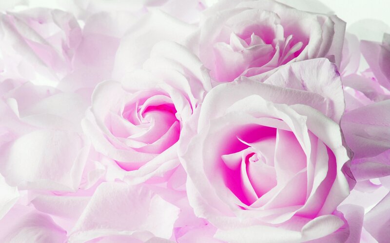 Pink Roses in Bloom — Serene, Photograph, Petals