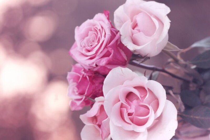 Pink Roses in Bloom — Serene, Photograph, Stem