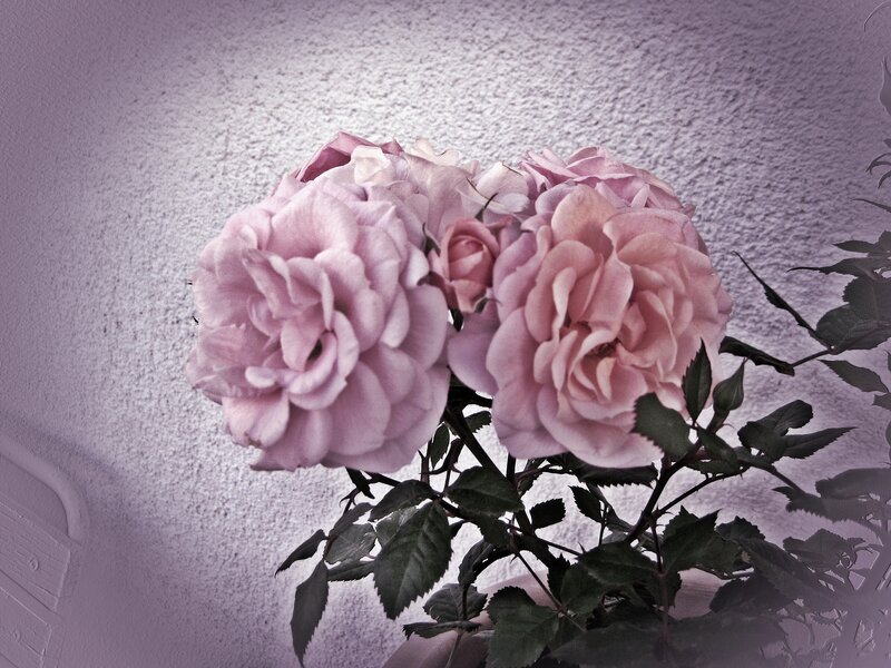 Pink Roses in Bloom — Serene, Photograph