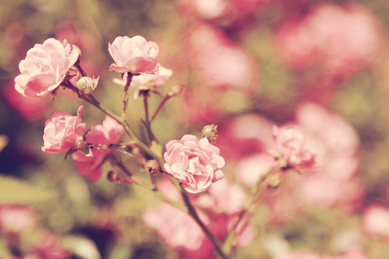 Pink Roses in Bloom — Serene, Spring, Photograph, Blossoms, Stems
