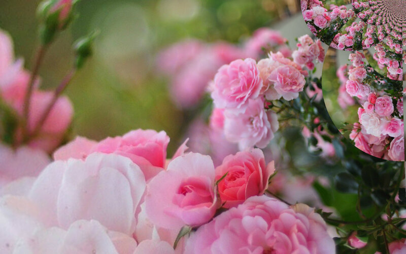 Pink Roses in Bloom — Serene, Spring, Photograph, Blossoms