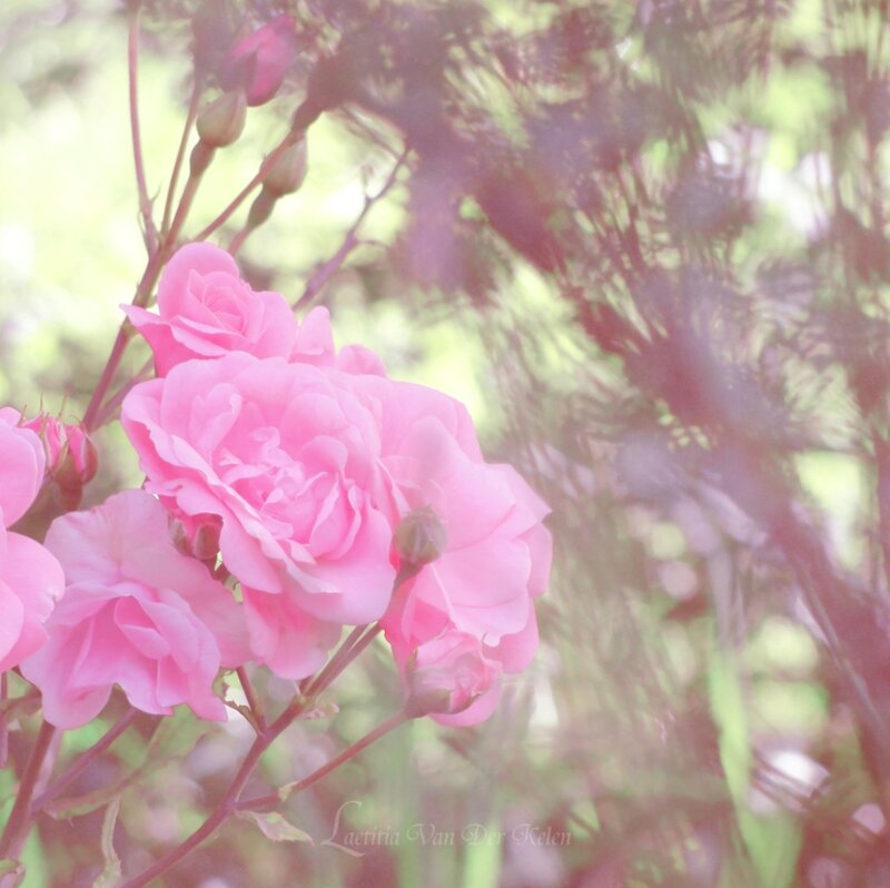 Pink Roses in Bloom — Serene, Spring, Photograph, Buds, Branches