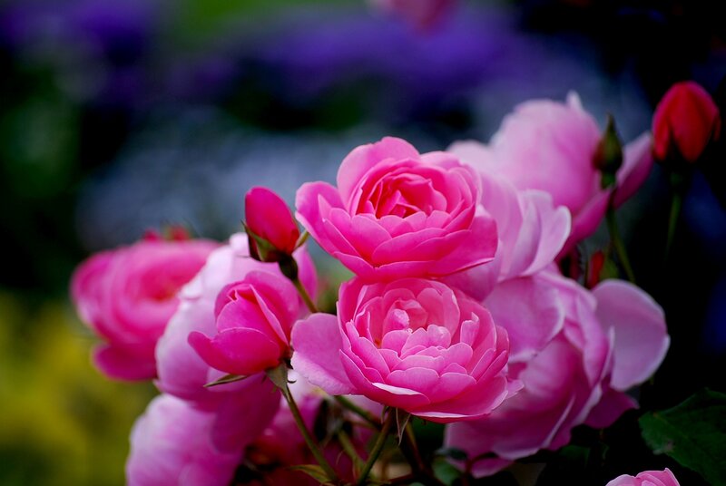 Pink Roses in Bloom — Serene, Spring, Photograph, Buds, Leaves, Background Blur