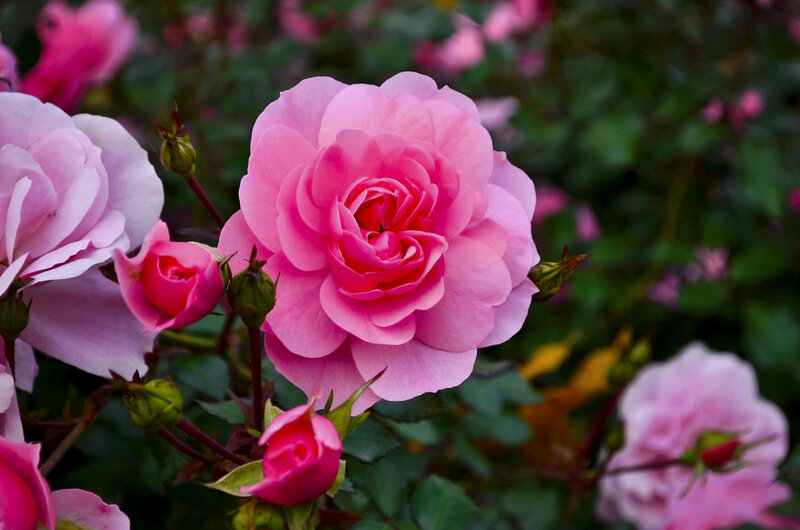 Pink Roses in Bloom — Serene, Spring, Photograph, Buds, Leaves, Flowering Bush