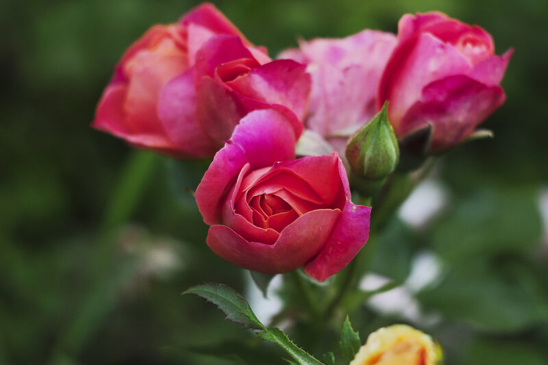 Pink Roses in Bloom — Serene, Spring, Photograph, Buds, Leaves, Green Background
