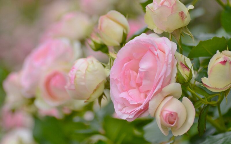 Pink Roses in Bloom — Serene, Spring, Photograph, Buds, Leaves, Green Stems