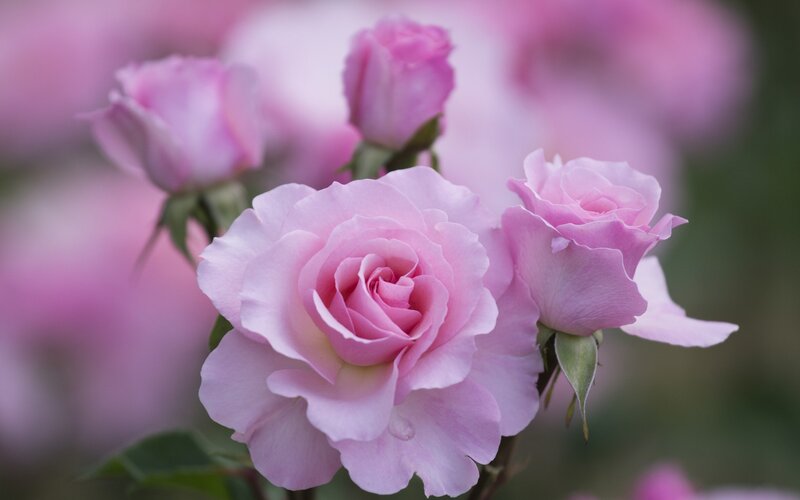 Pink Roses in Bloom — Serene, Spring, Photograph, Buds, Leaves, Petals