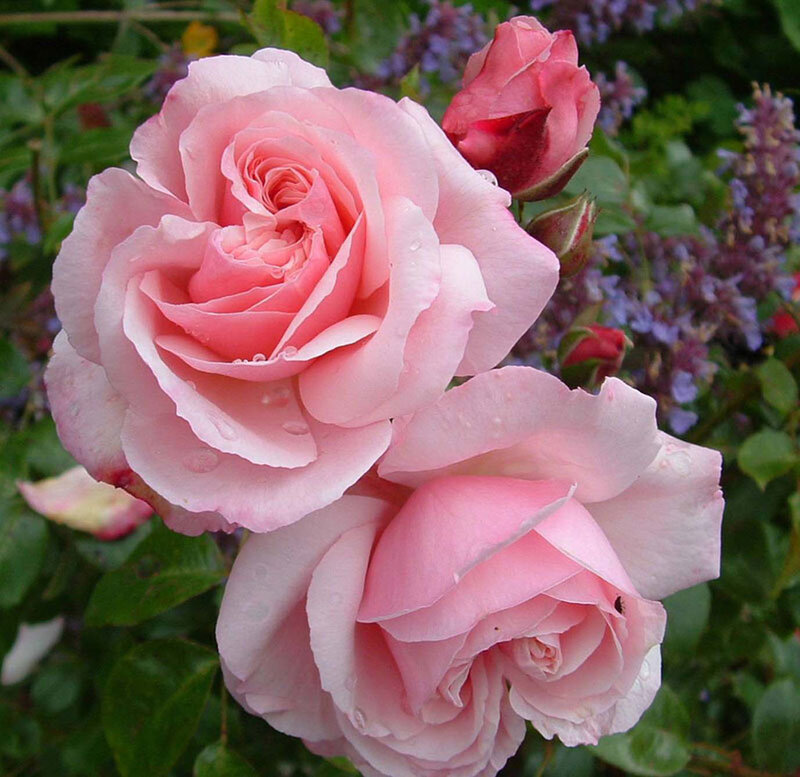 Pink Roses in Bloom — Serene, Spring, Photograph, Buds, Leaves, Purple Flowers