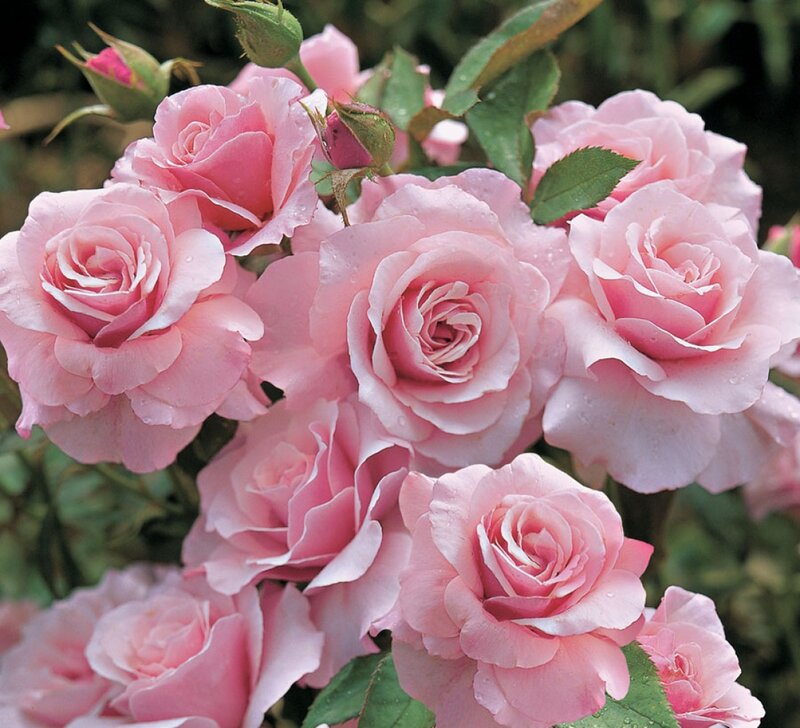 Pink Roses in Bloom — Serene, Spring, Photograph, Buds, Leaves, Water Droplets