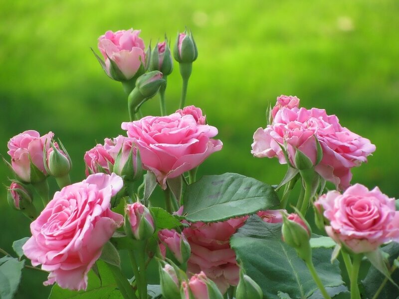 Pink Roses in Bloom — Serene, Spring, Photograph, Buds