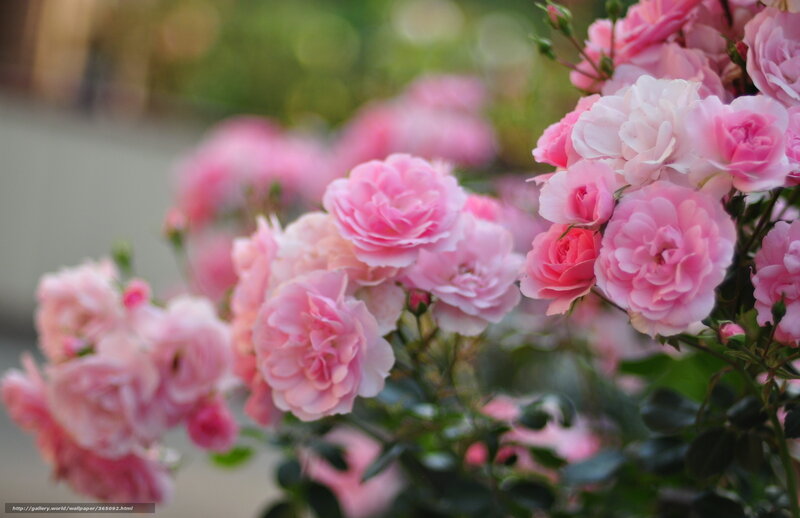 Pink Roses in Bloom — Serene, Spring, Photograph, Bush, Leaves
