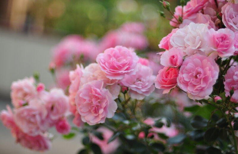 Pink Roses in Bloom — Serene, Spring, Photograph, Bush