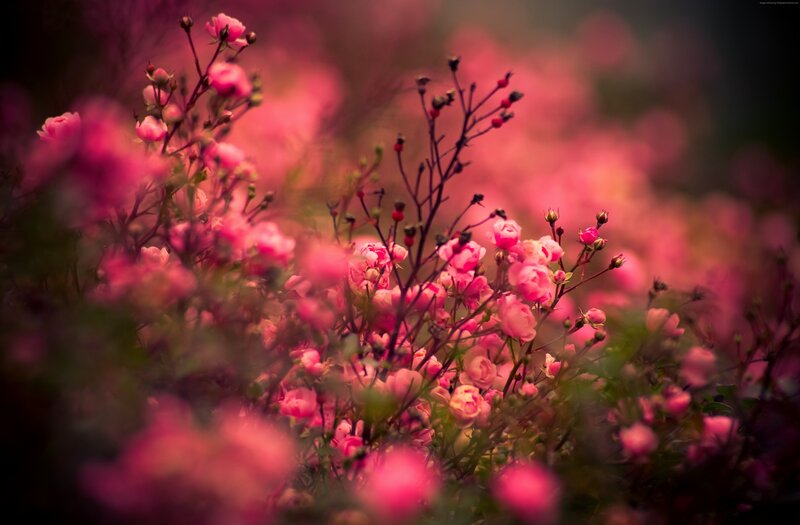 Pink Roses in Bloom — Serene, Spring, Photograph, Bushes, Flowers, Buds