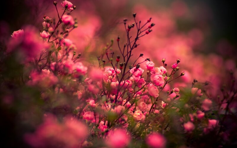 Pink Roses in Bloom — Serene, Spring, Photograph, Bushes