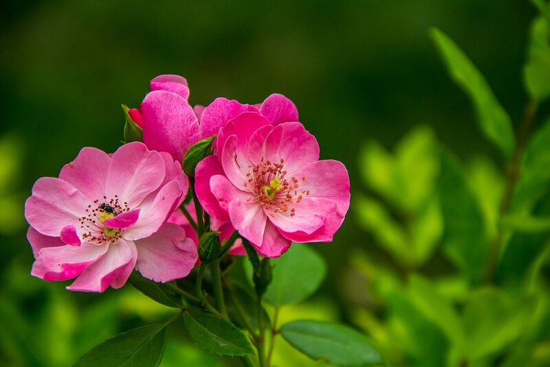 Pink Roses in Bloom — Serene, Spring, Photograph, Flowers, Leaves, Bud
