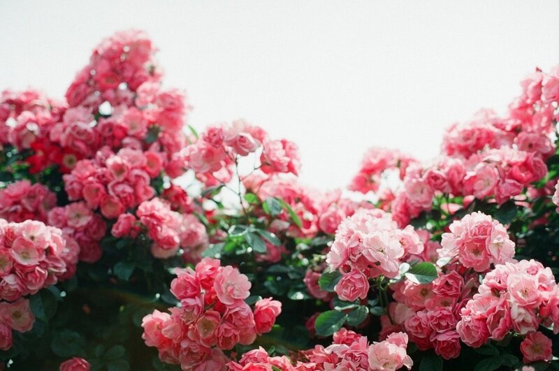 Pink Roses in Bloom — Serene, Spring, Photograph, Flowers, Leaves, Sky