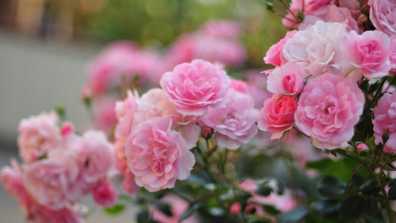 Pink Roses in Bloom — Serene, Spring, Photograph, Flowers