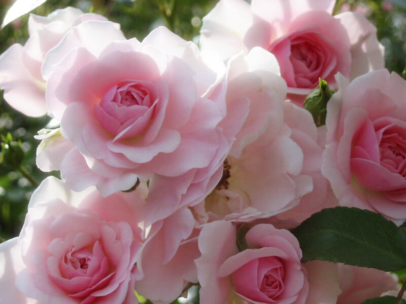 Pink Roses in Bloom — Serene, Spring, Photograph, Green Leaves, Buds