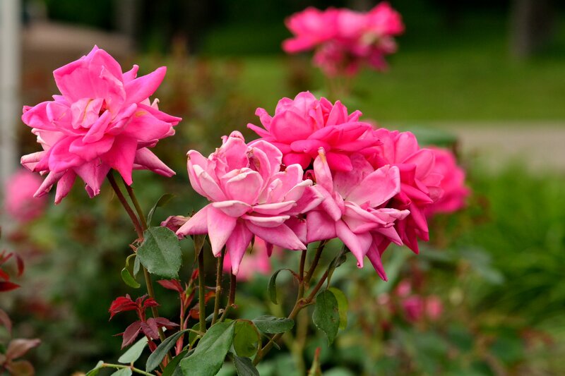 Pink Roses in Bloom — Serene, Spring, Photograph, Green Leaves, Bush