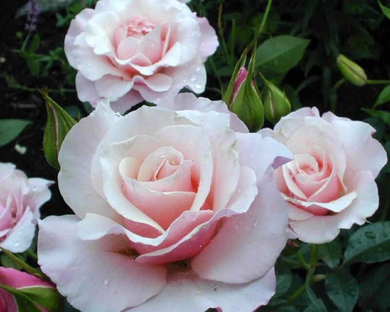 Pink Roses in Bloom — Serene, Spring, Photograph, Green Leaves, Flower Buds