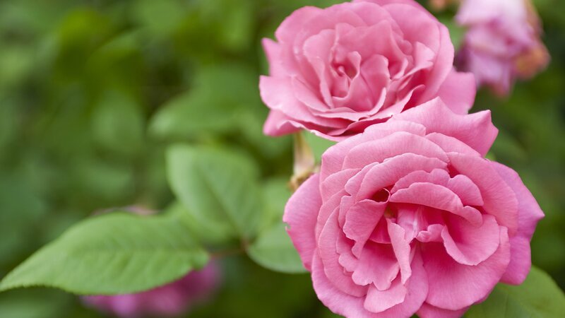 Pink Roses in Bloom — Serene, Spring, Photograph, Green Leaves, Green