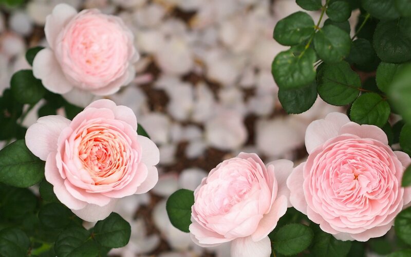 Pink Roses in Bloom — Serene, Spring, Photograph, Green Leaves, Petals