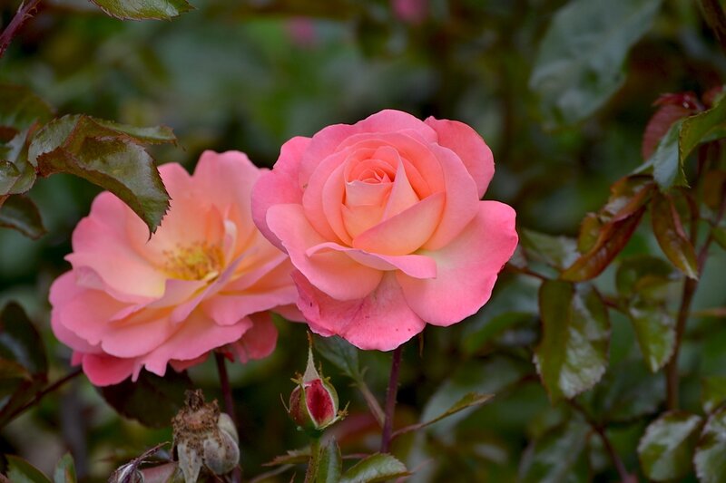 Pink Roses in Bloom — Serene, Spring, Photograph, Leaves