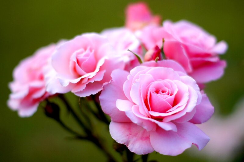 Pink Roses in Bloom — Serene, Spring, Photograph, Stem