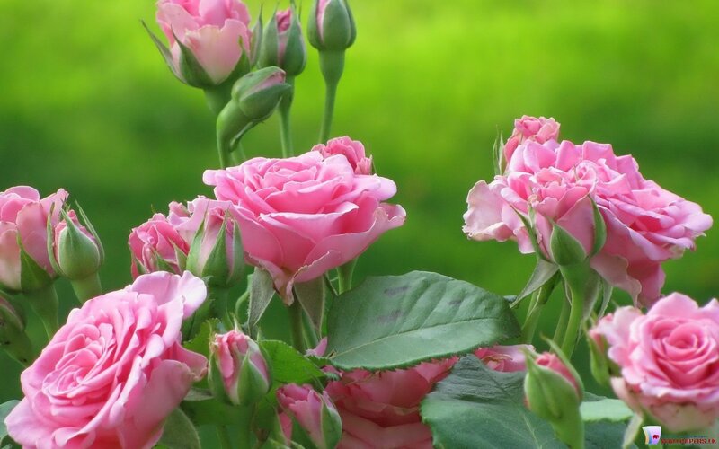 Pink Roses in Bloom — Serene, Spring, Photograph