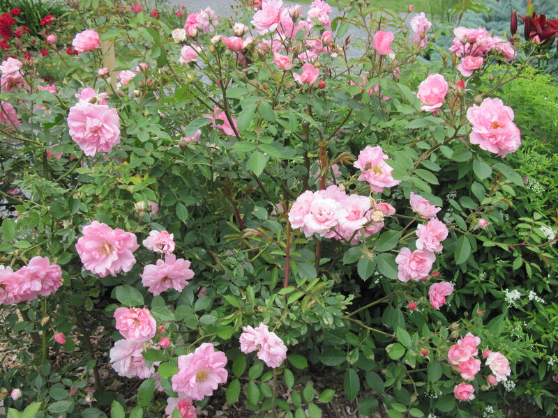 Pink Roses in Bloom — Serene, Summer
