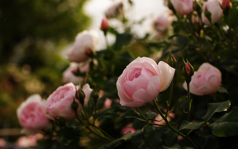 Pink Roses in Bloom — Serene, Sunset, Photograph, Buds, Leaves