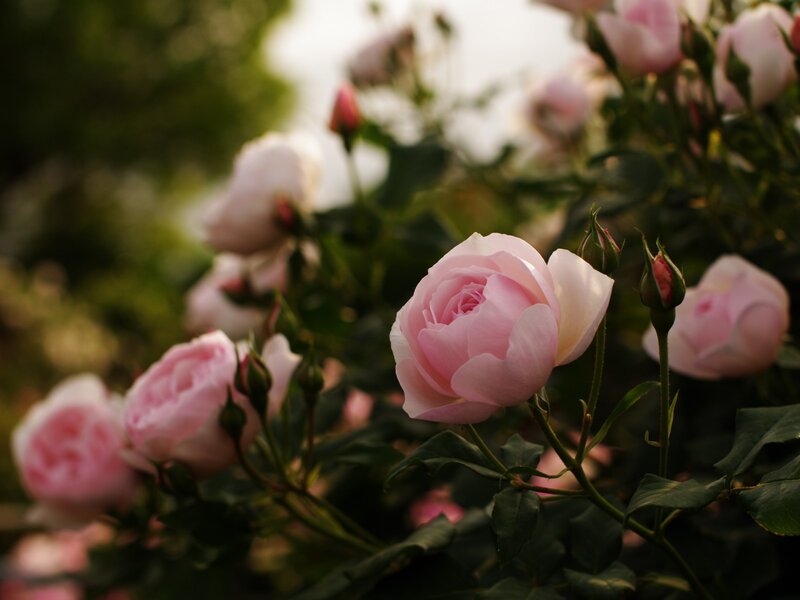 Pink Roses in Bloom — Serene, Sunset, Photograph