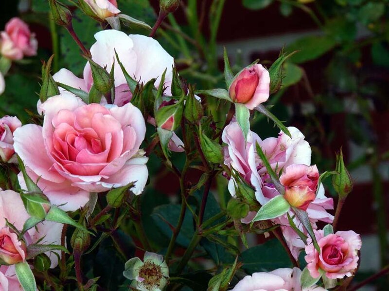 Pink Roses in Bloom — Serene