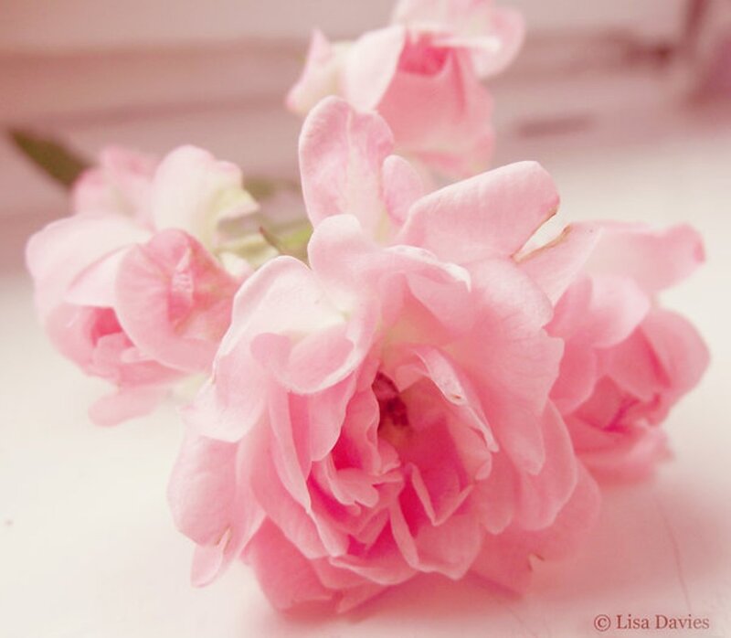 Pink Roses in Bloom — Soft
