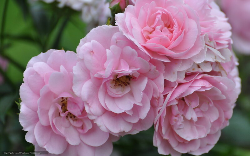 Pink roses in bloom