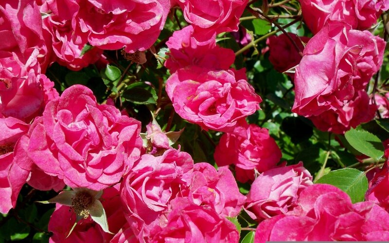 Pink Roses in Bloom — Vibrant, Afternoon, Photograph, Flowers
