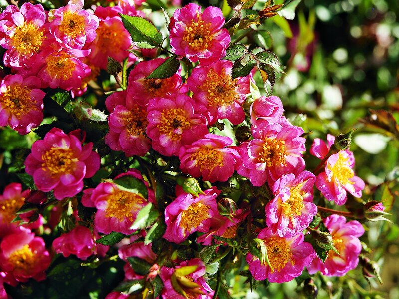 Pink Roses in Bloom — Vibrant, Afternoon