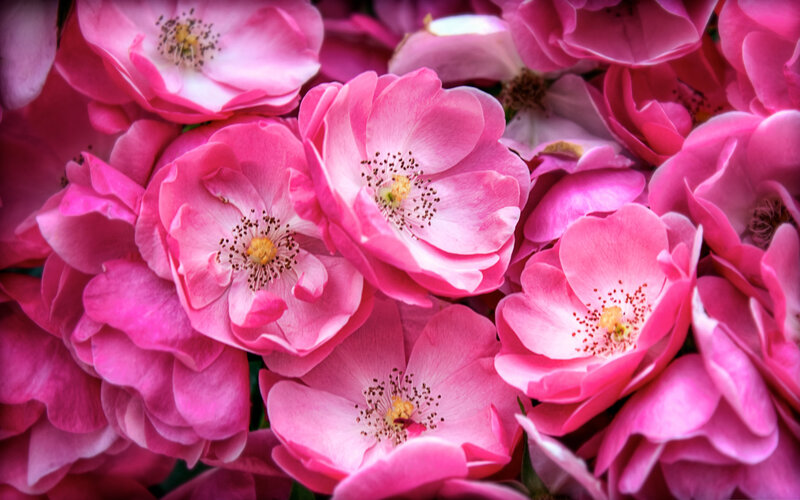 Pink Roses in Bloom — Vibrant, Photograph